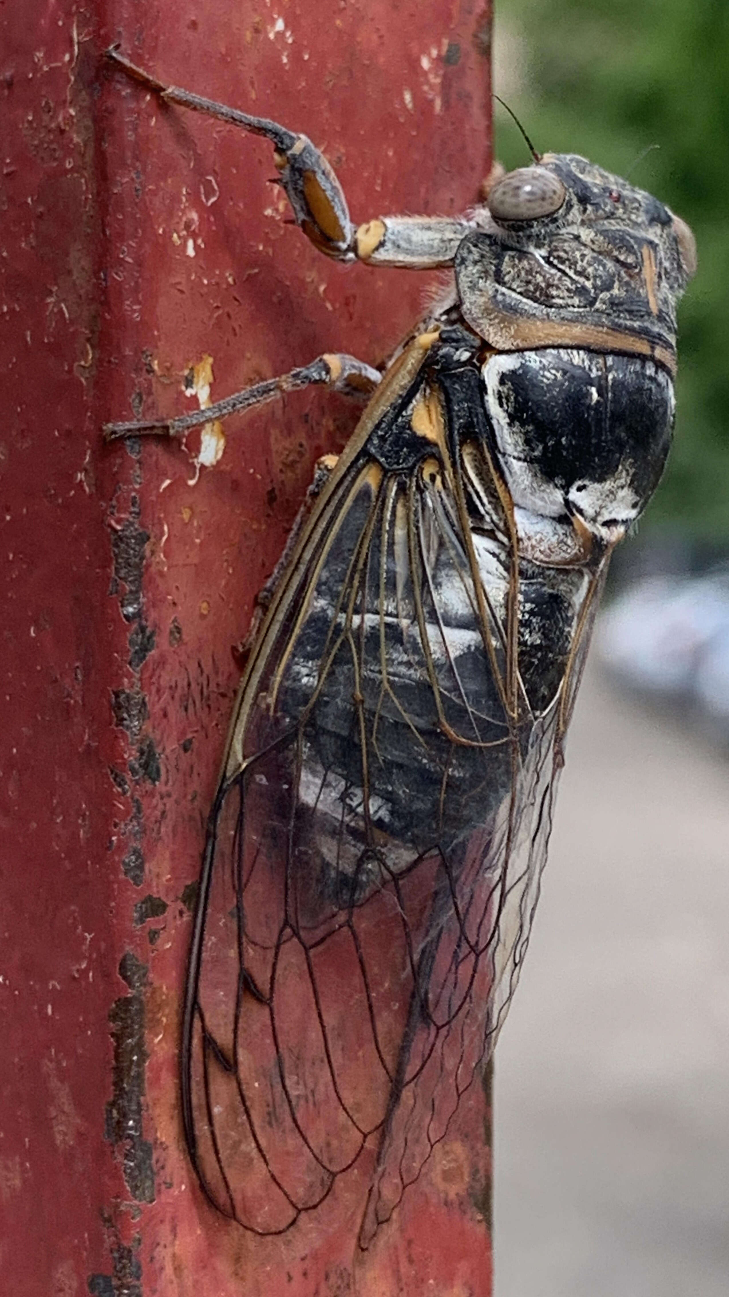 Sivun Cicada barbara (Stal 1866) kuva