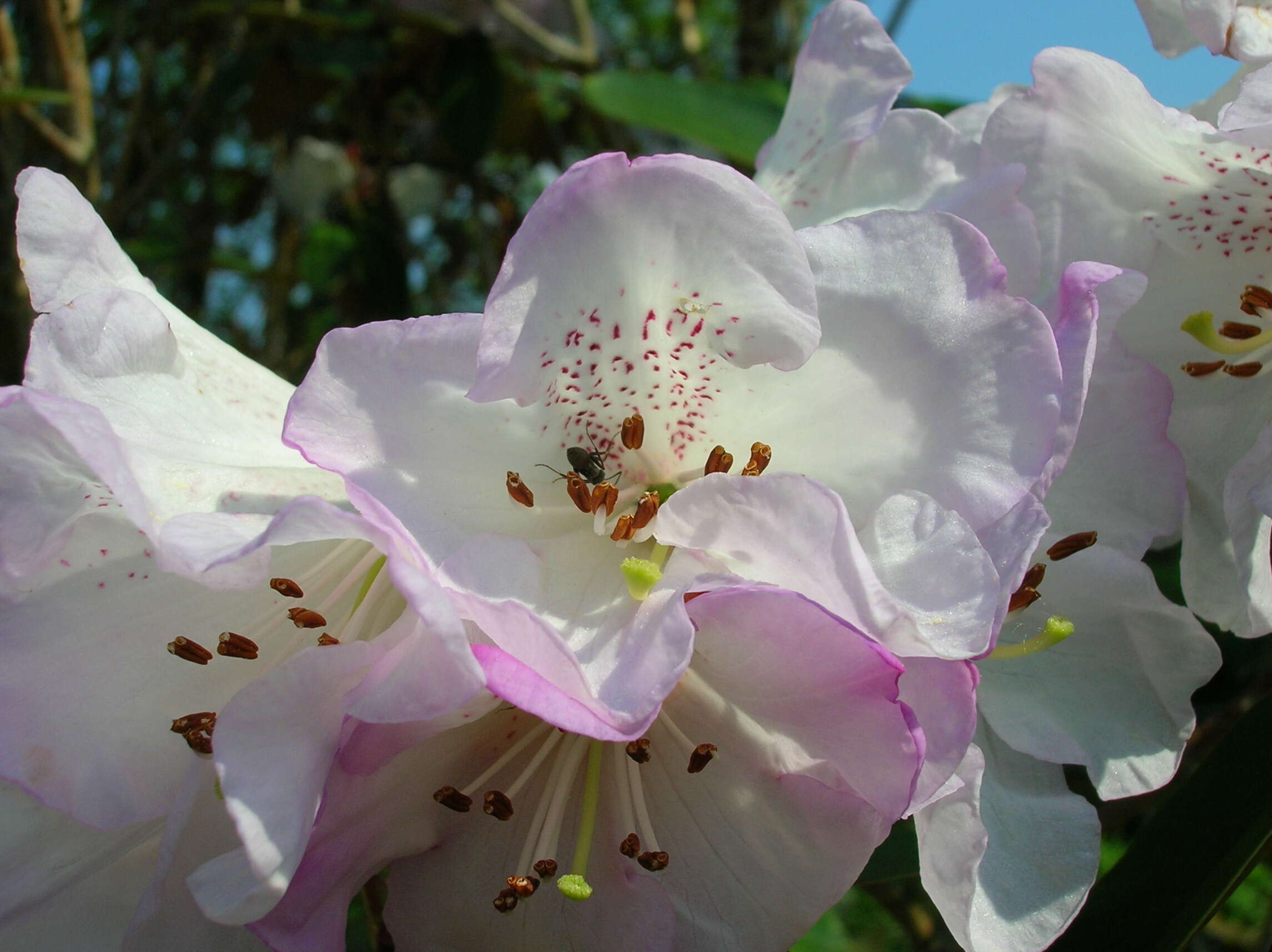 Imagem de Rhododendron wallichii Hook. fil.