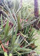 Image of Pandanus rigidifolius R. E. Vaughan & Wiehe