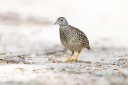 Image of Painted Buttonquail