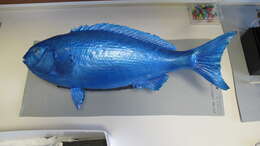 Image of New Zealand bluefish