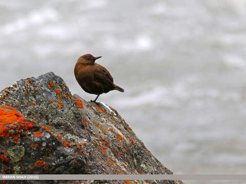 Image of Brown Dipper