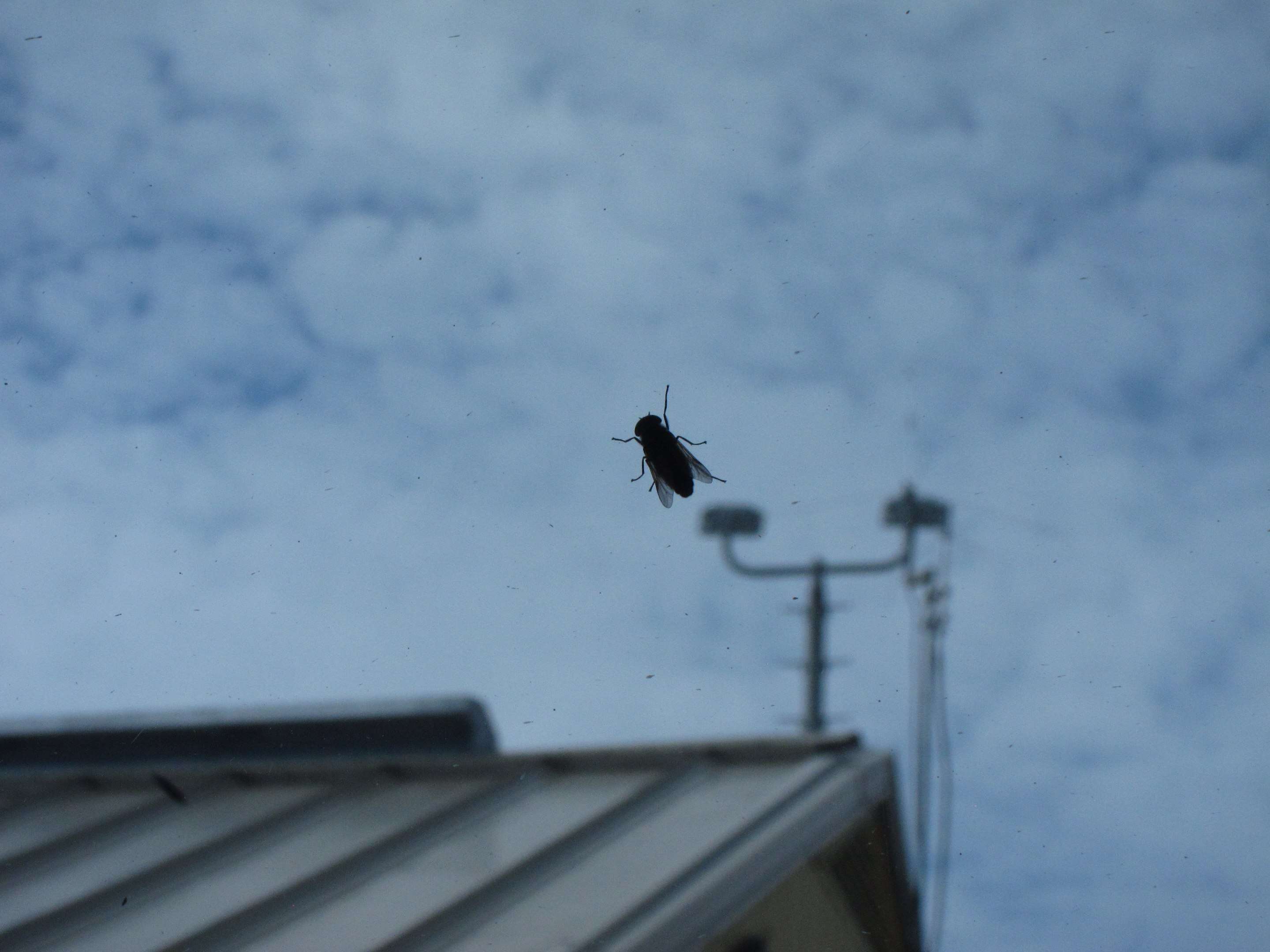 Image of horse and deer flies