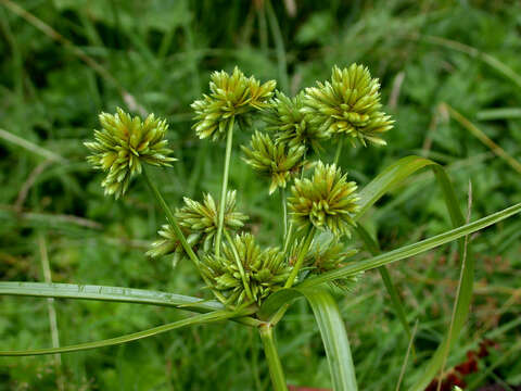 Image of Tall flatsedge