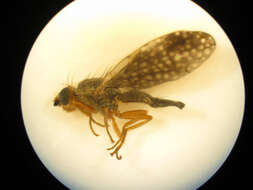 Image of Trupanea denotata Hardy 1980