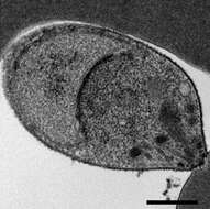 Image of Plasmodium knowlesi