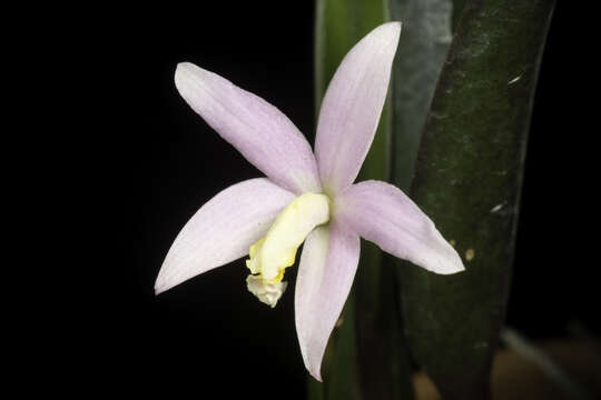 Image of Cattleya reginae (Pabst) Van den Berg