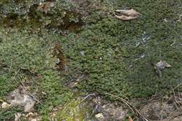 Image of Common Stonewort