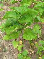 Persicaria orientalis (L.) Spach resmi