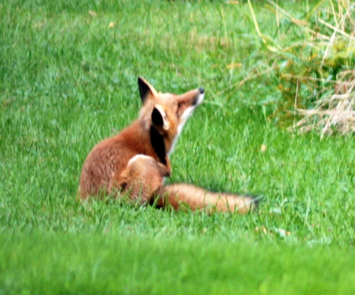 Image of Foxes