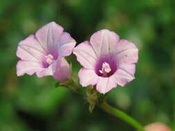 Plancia ëd Ipomoea triloba L.