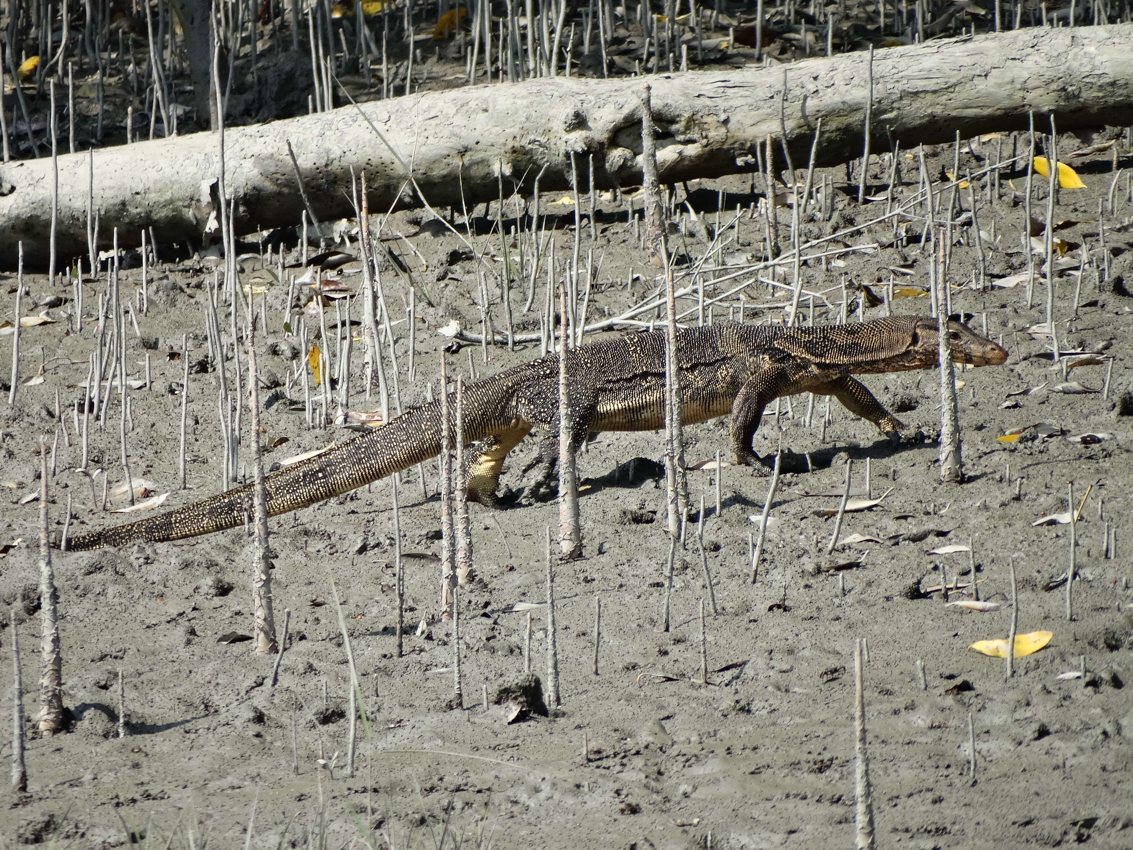 Image of Common Water Monitor