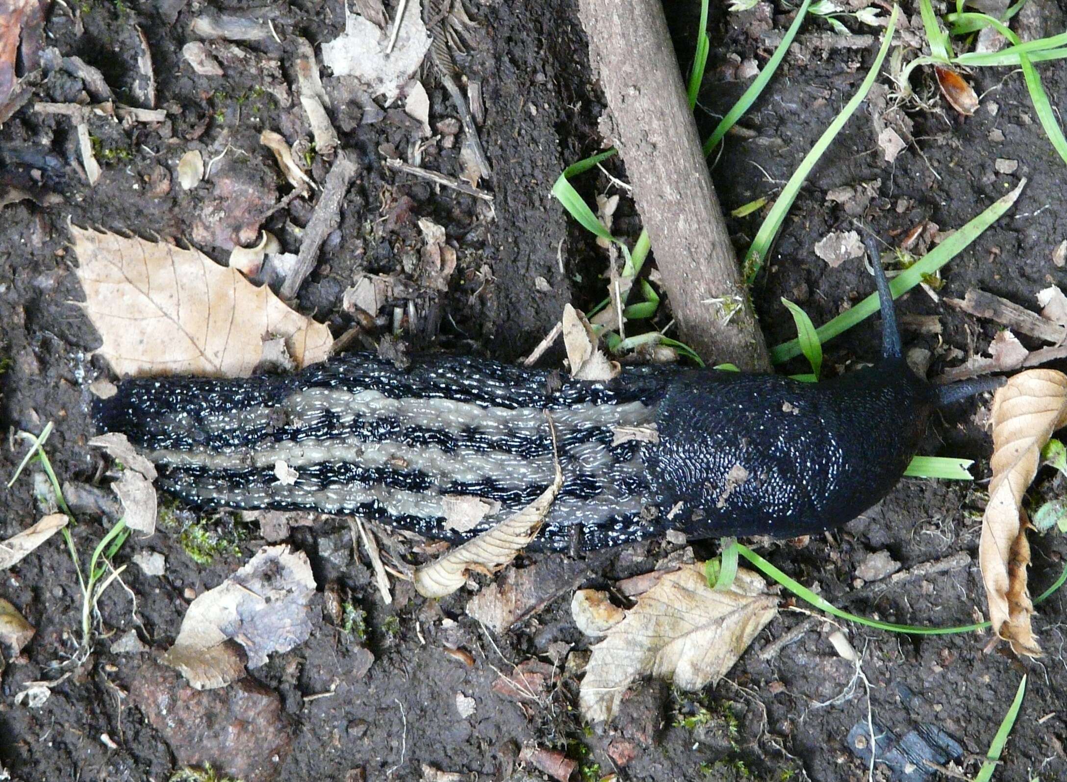 Image de Limax Linnaeus 1758