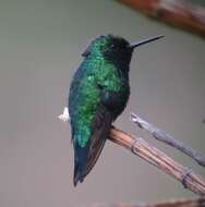 Image of Western Emerald