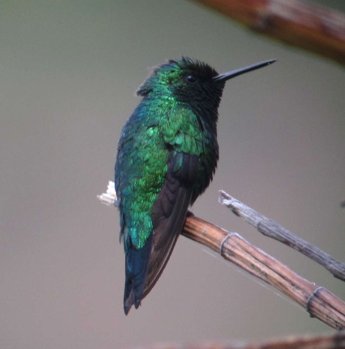 Image of Western Emerald