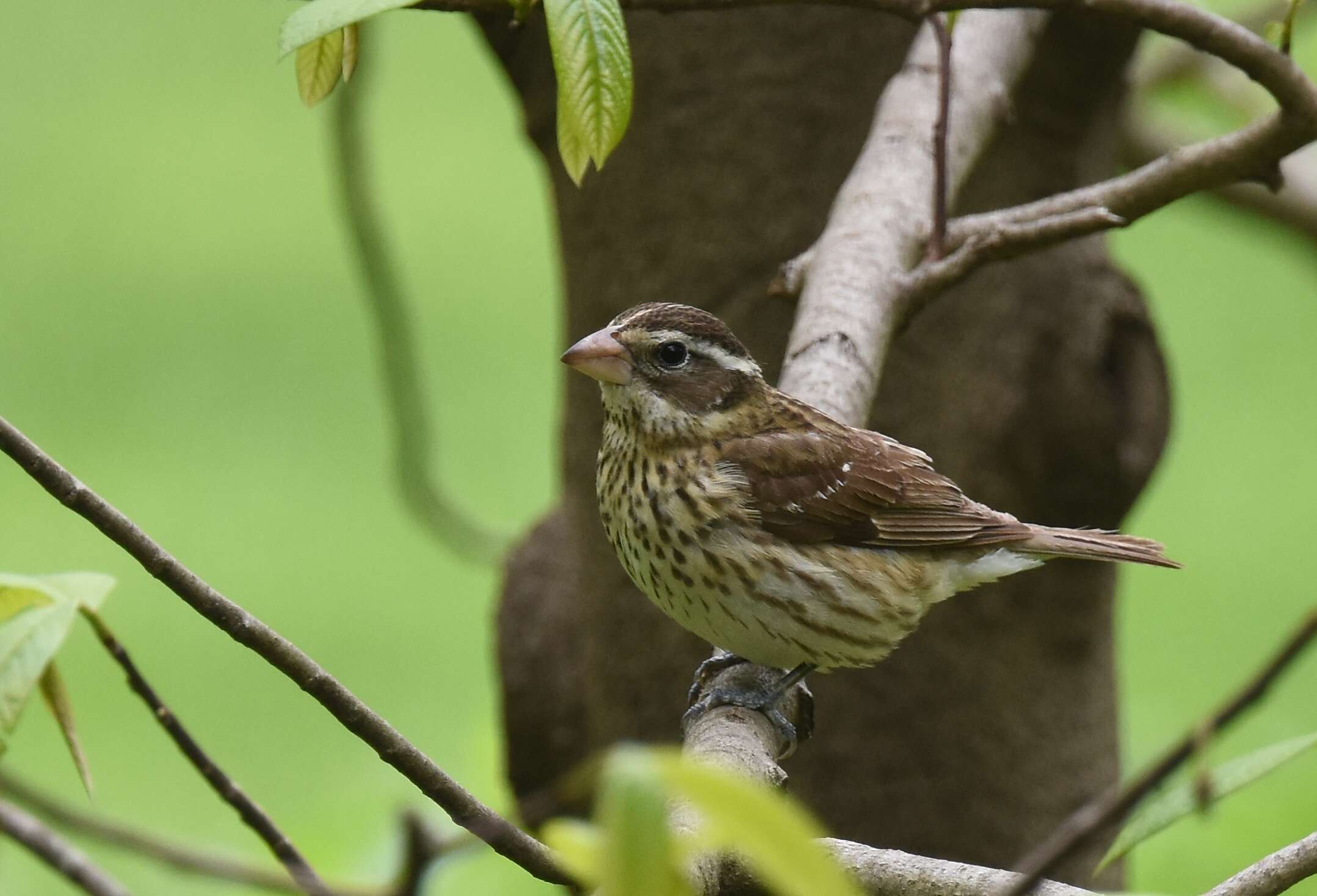 Image of Rose-breasted Grosbeak