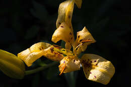 Image of Tiger lily