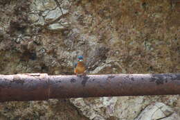 Image of Common Kingfisher