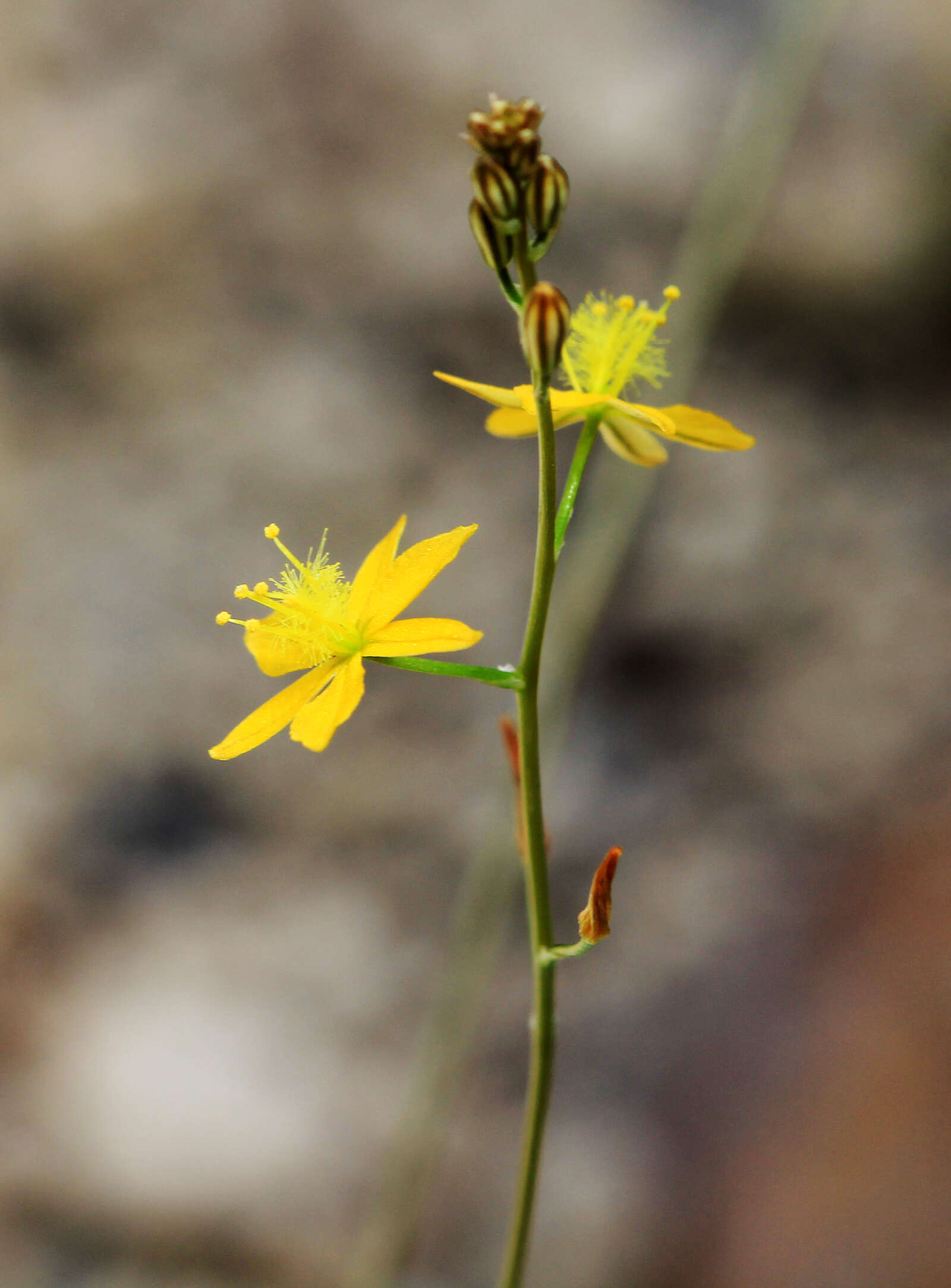 Image of Bulbine alooides (L.) Willd.