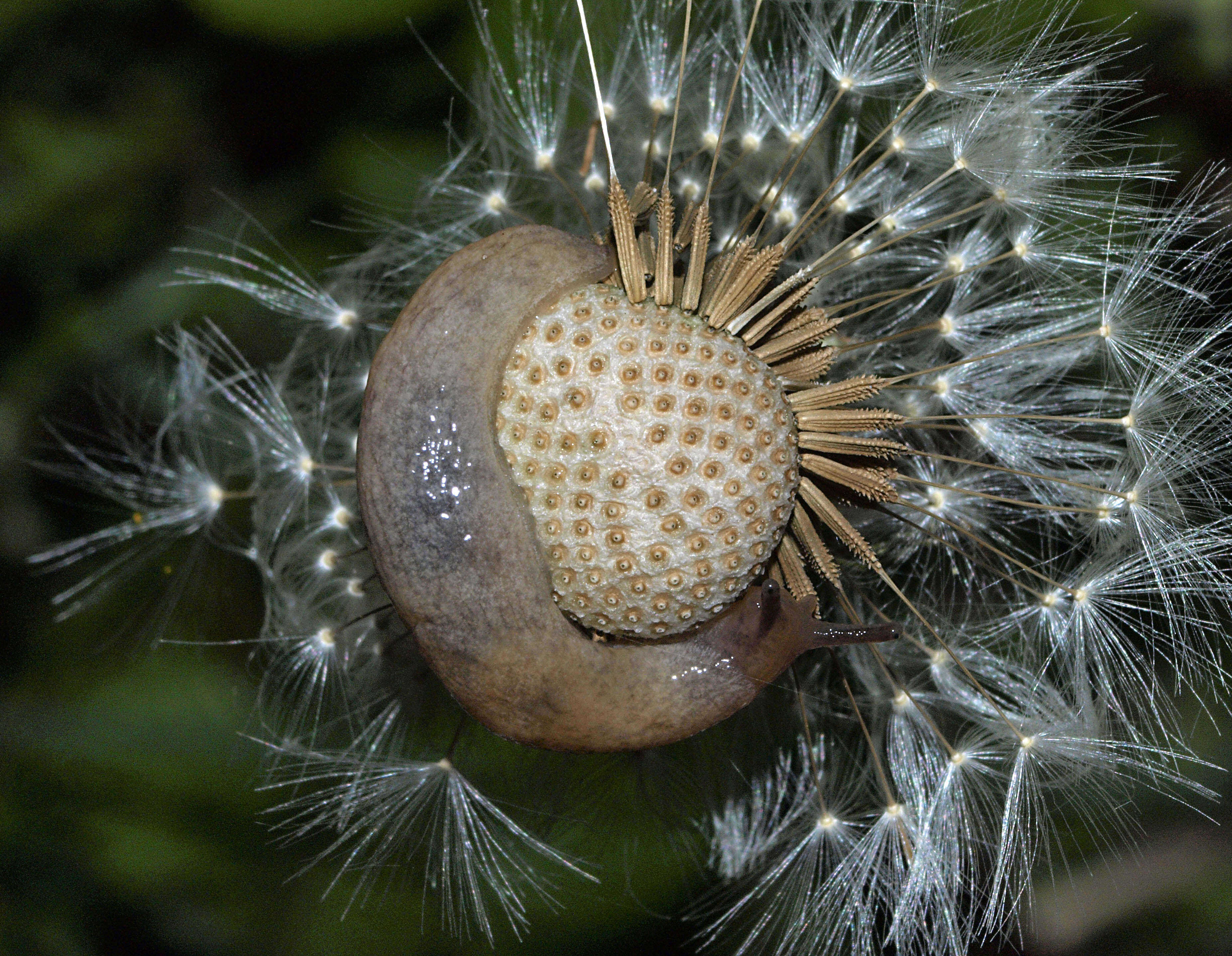 Image of Budapest slug