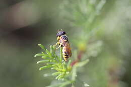 Imagem de Philanthus triangulum (Fabricius 1775)