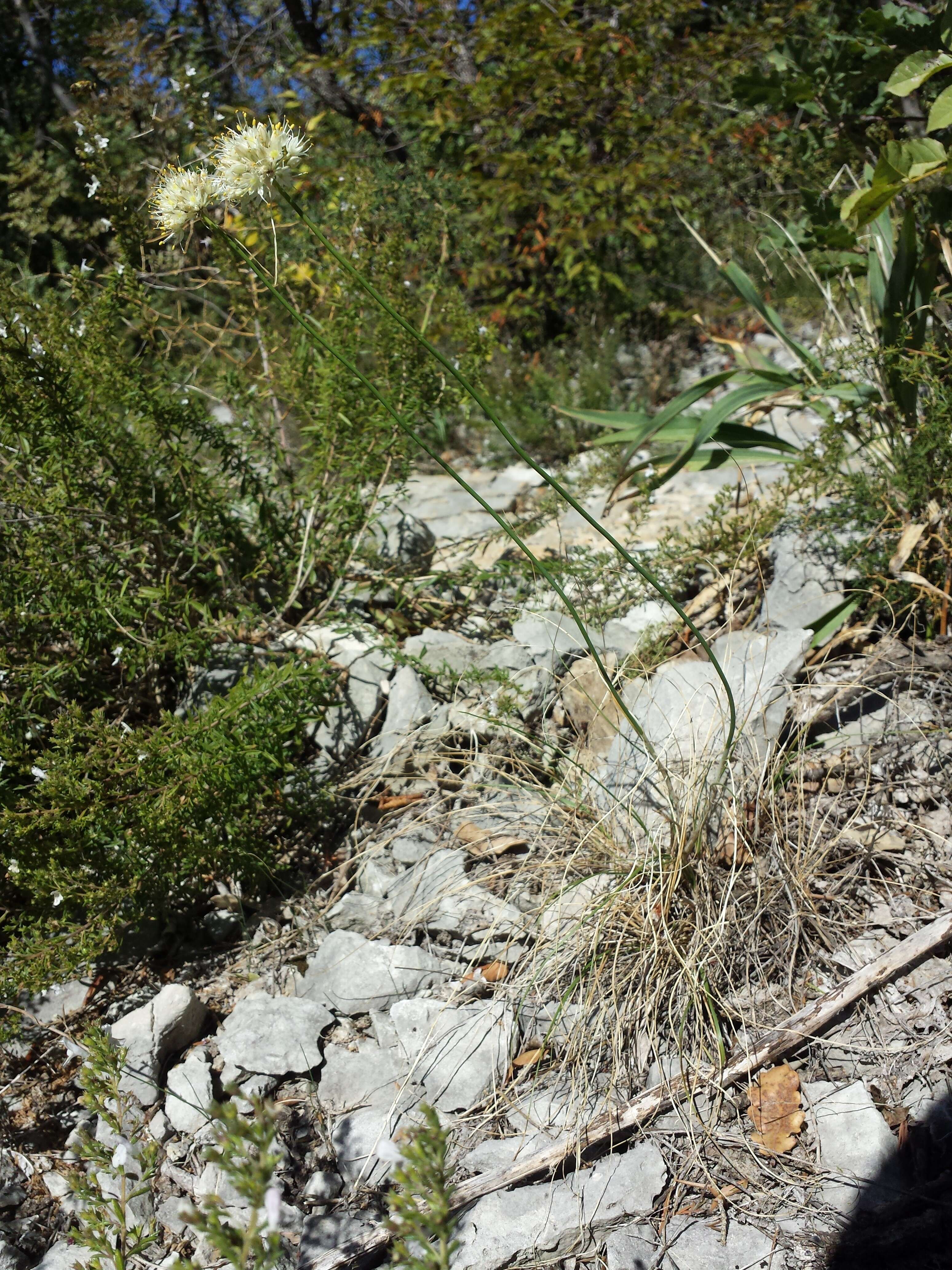 Image of Allium ericetorum Thore