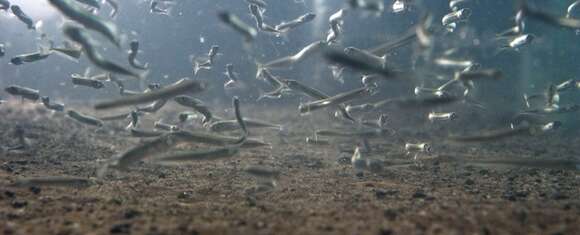 Image of Lesser Sand-eel