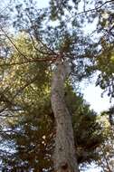 Image of Scotch Pine