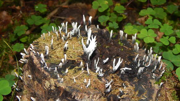 Image of Candle-snuff Fungus