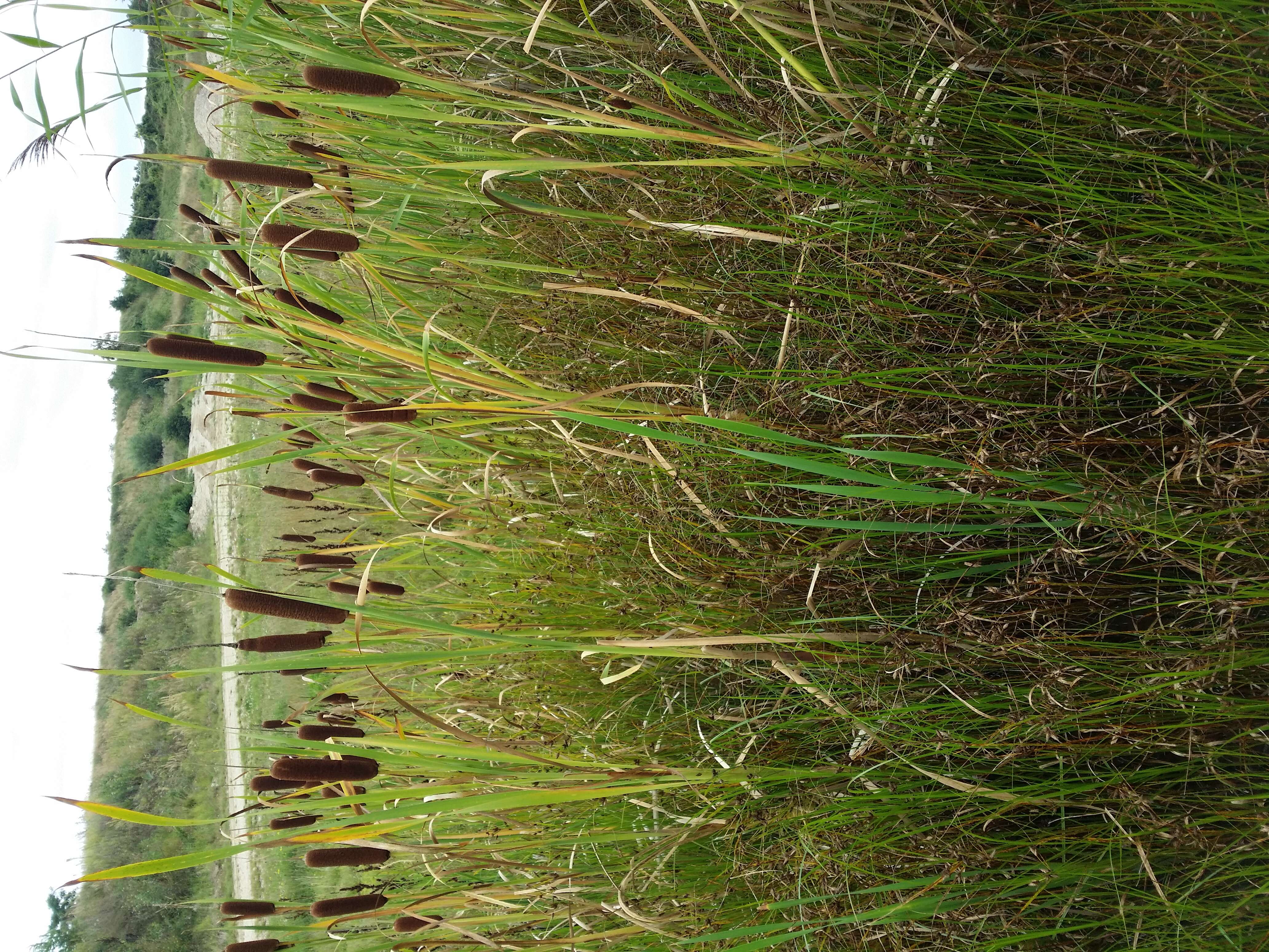 Imagem de Bolboschoenus planiculmis (F. Schmidt) T. V. Egorova