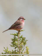 Plancia ëd Carpodacus rhodochlamys (Brandt & JF 1843)