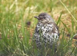 Image of Mistle Thrush