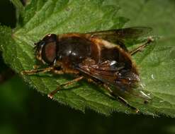 Image of Eristalis pertinax (Scopoli 1763)