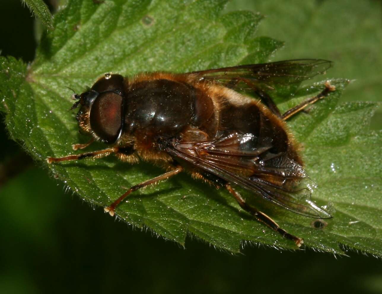 Image of Eristalis pertinax (Scopoli 1763)