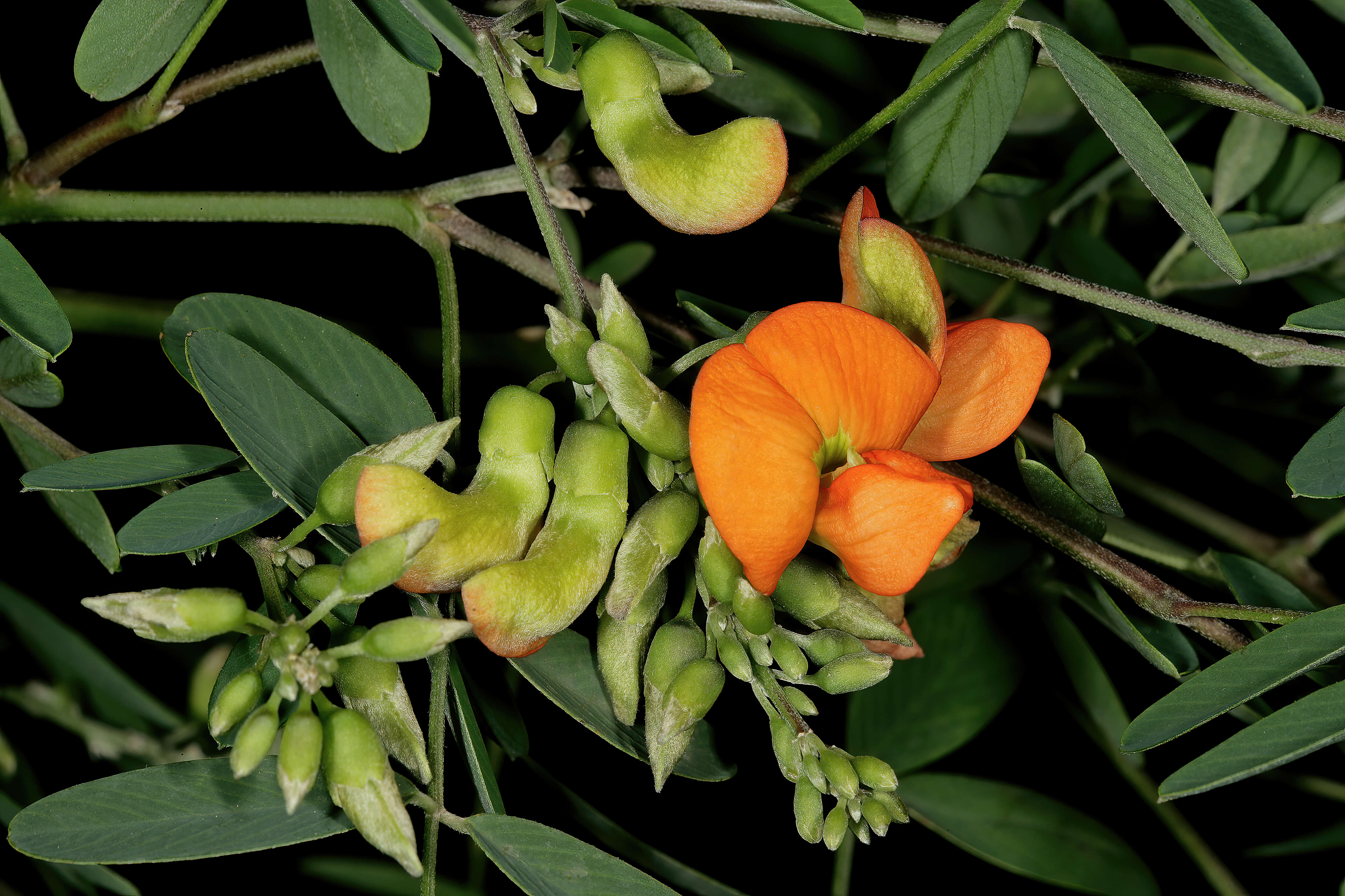 Image of Tephrosia pondoensis