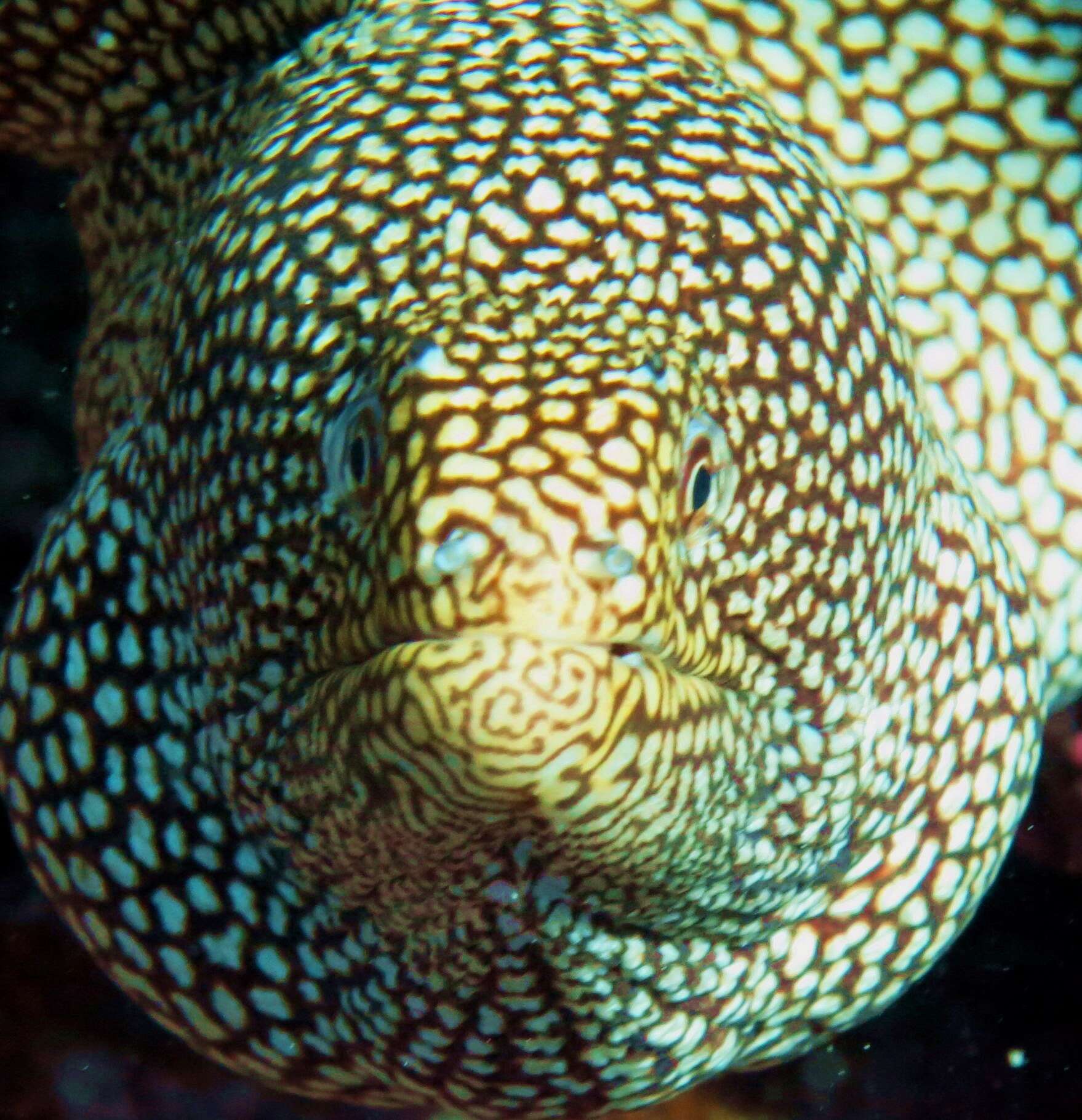 Image of Turkey moray