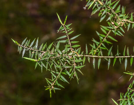 Image of prickly-leaf teatree