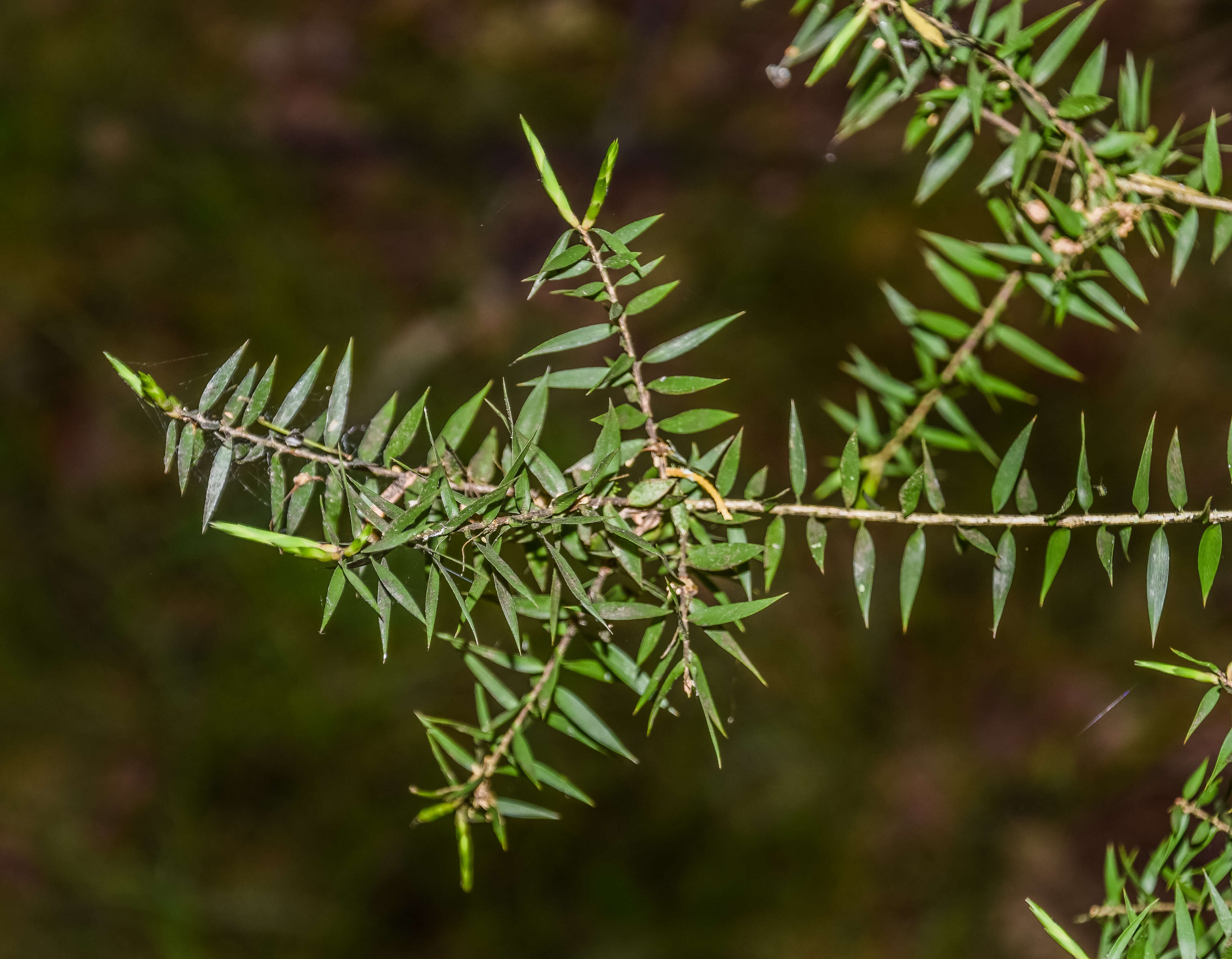 صورة Melaleuca styphelioides Sm.