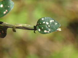 Hypoestes phyllostachya Baker resmi