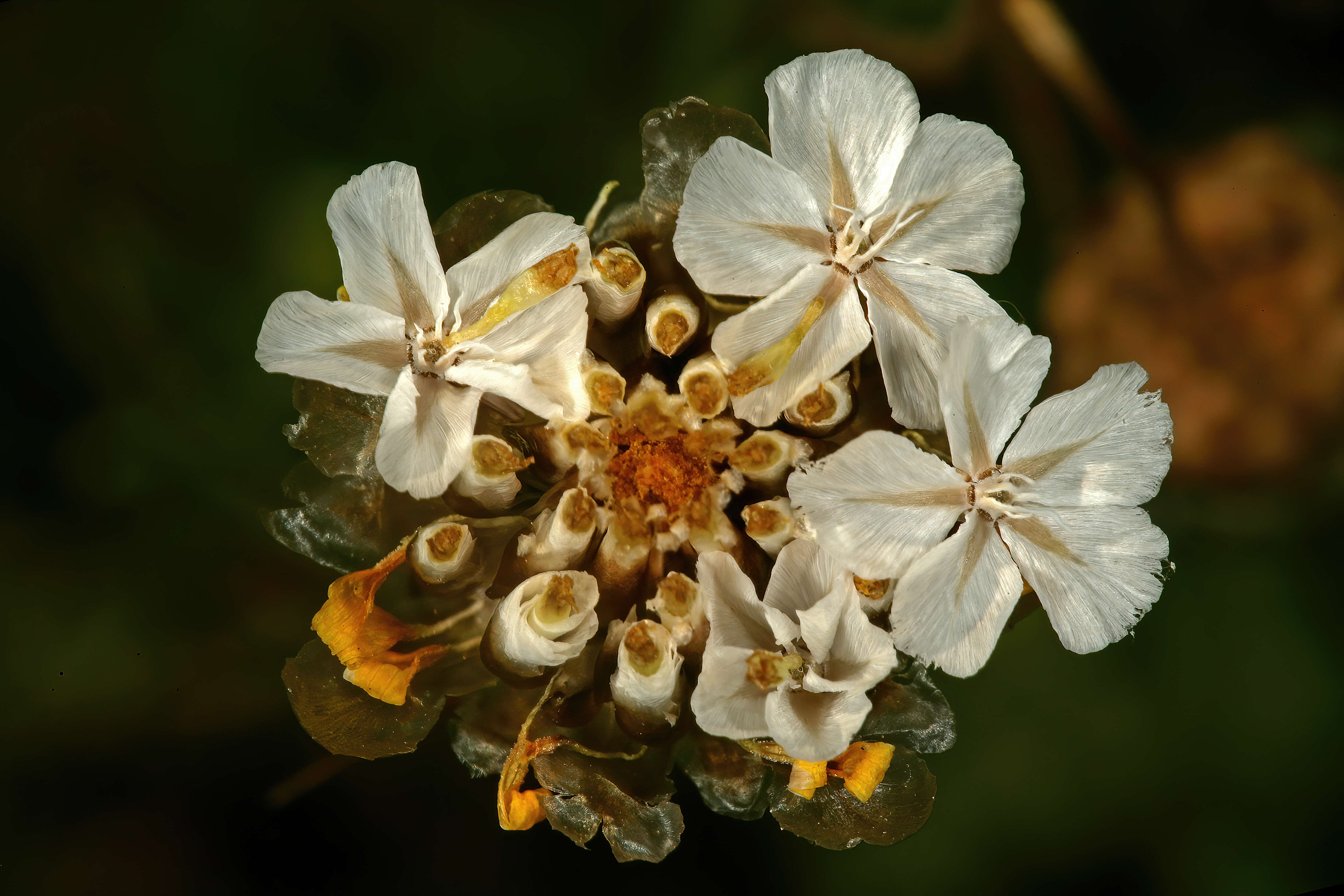 Image of Ant ursinia