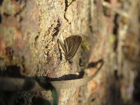 Image of Pygmy Scrub-hopper