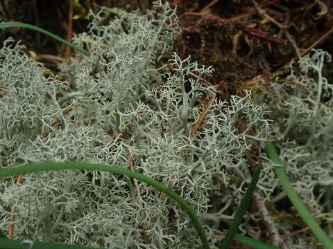 Image of Reindeer lichen