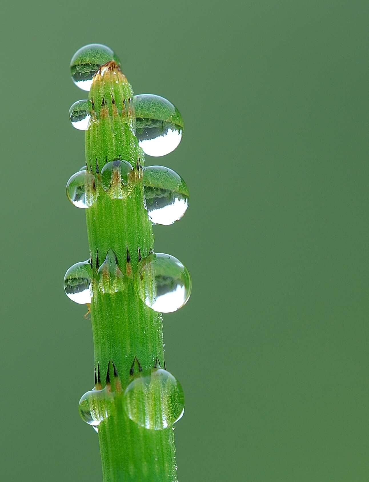 Image of Water Horsetail