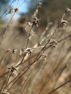 Logfia arvensis (L.) Holub resmi