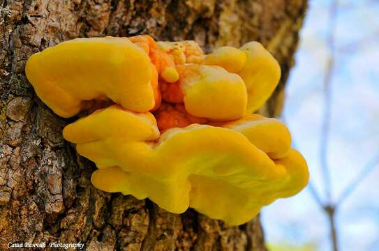 Image of Bracket Fungus