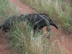 Image of Giant anteaters