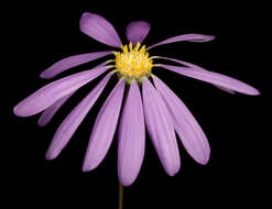 Image of Swan River Daisy