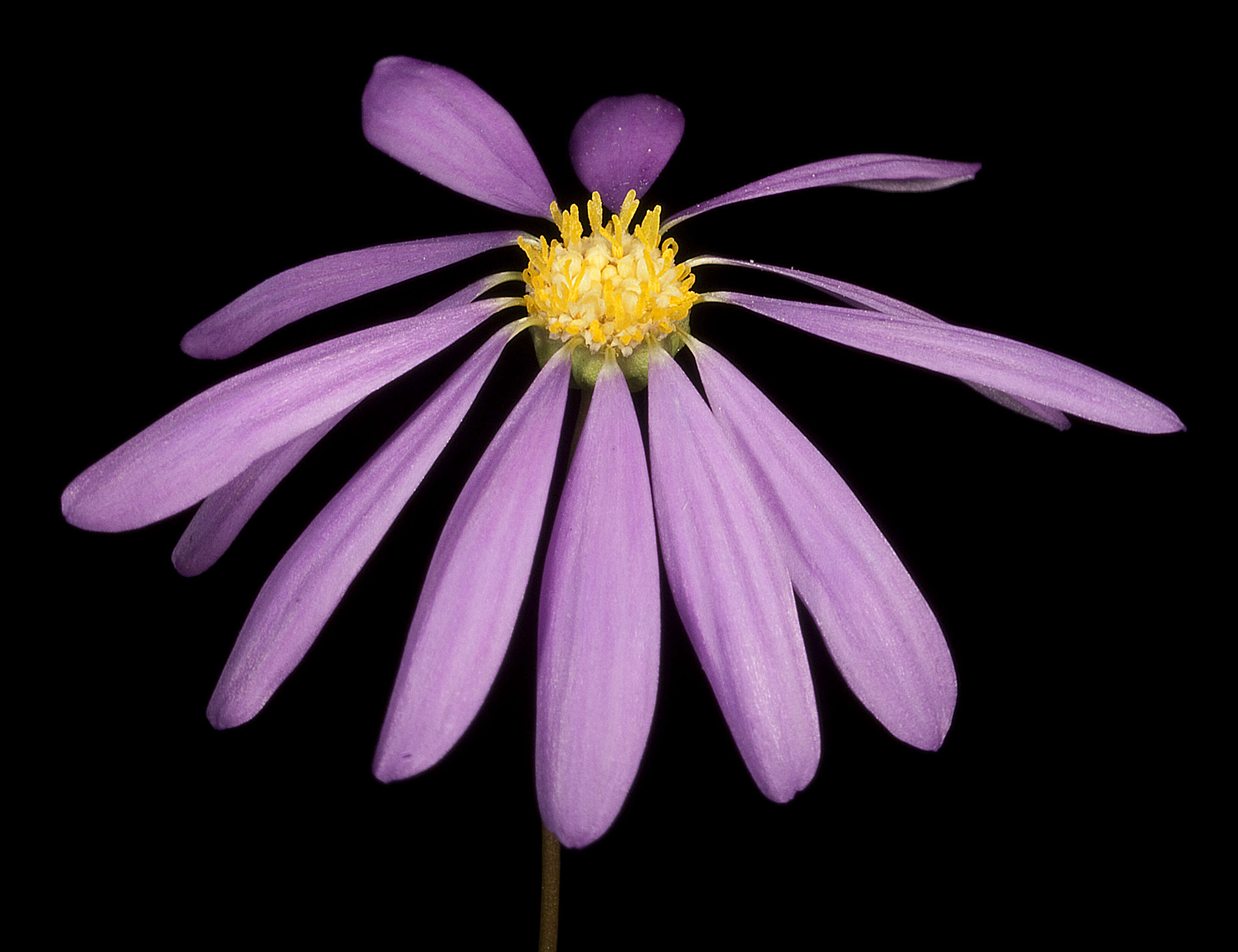 Image of Brachyscome iberidifolia Benth.