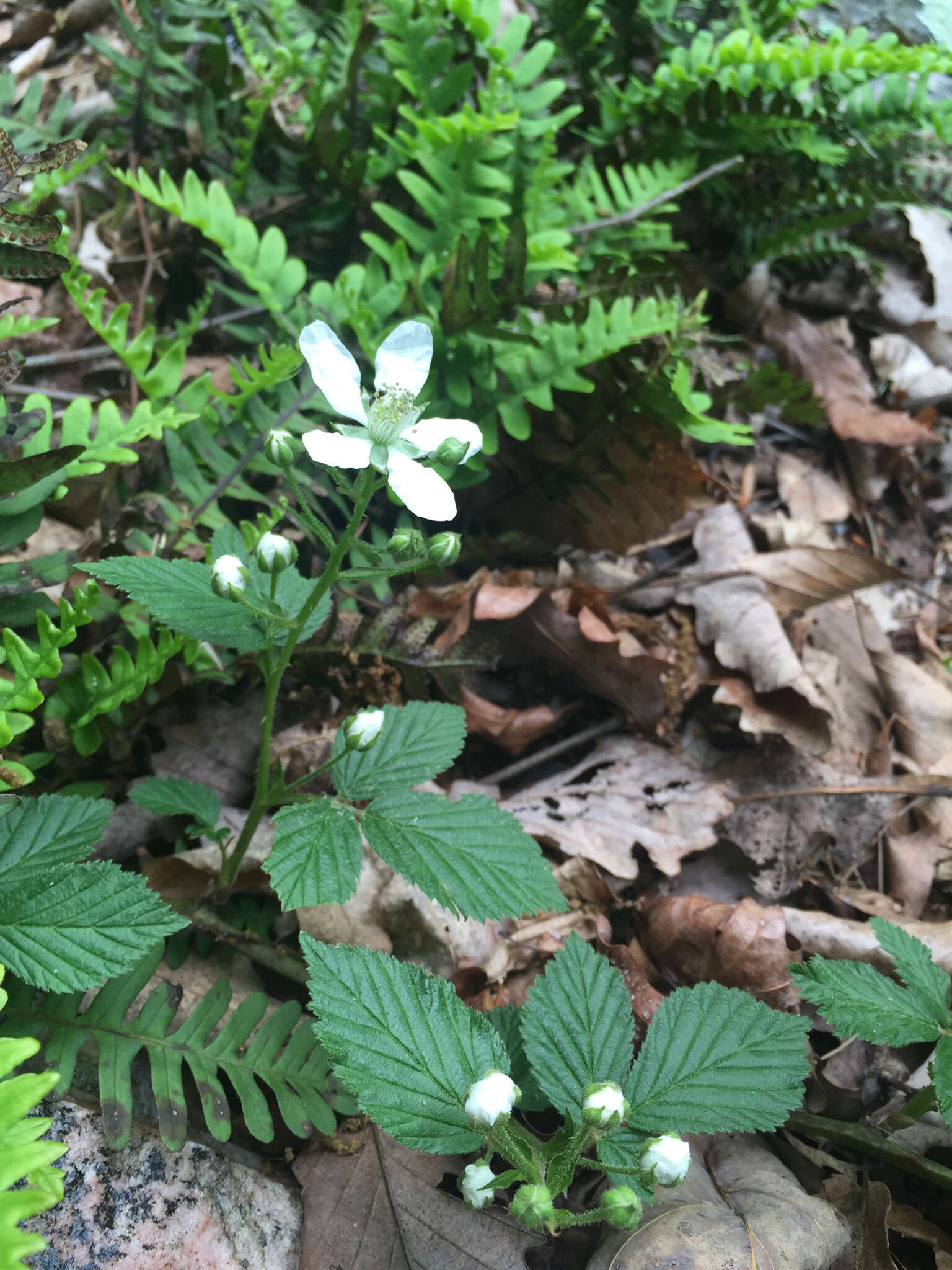 Image of Pennsylvania blackberry