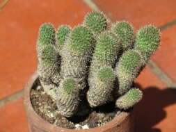 Image of Rebutia pulvinosa F. Ritter & Buining